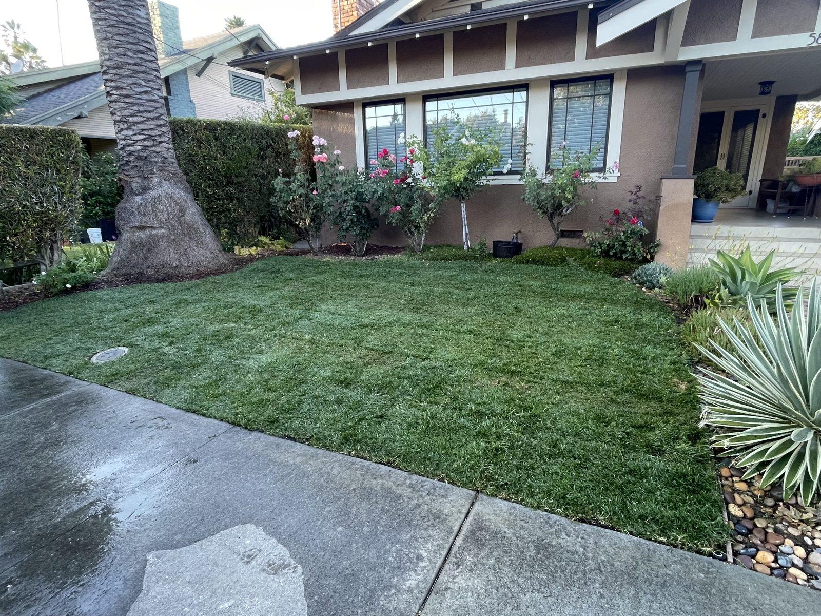 Full green lawn newly laid across a front yard, edged by a brick walkway and established shrubs